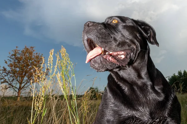 Cane Corso Kutya Réten Késő Este Azt Mutatja Száját — Stock Fotó