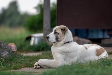 Ciddi Asya köpek gururla bahçede yatıyor ve onu korumak