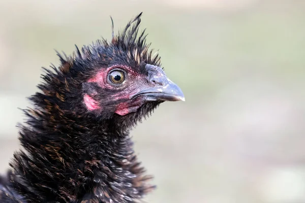 Porträtt Bristling Svart Höna Fin Oskärpa Bakgrunden — Stockfoto