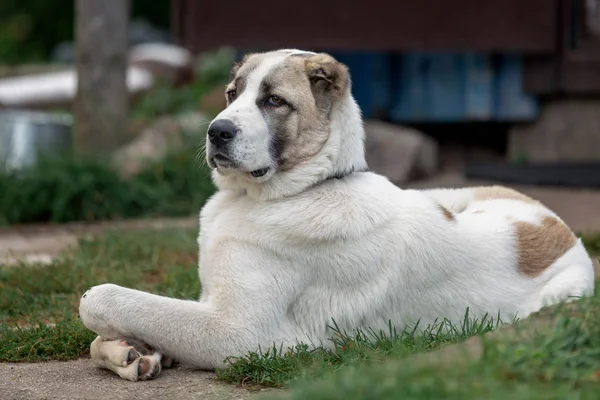 严重的亚洲狗自豪地躺在院子里 并保护它 — 图库照片