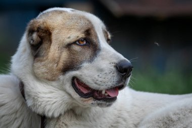 Genç Orta Asya Çoban köpeği geriye bakıyor