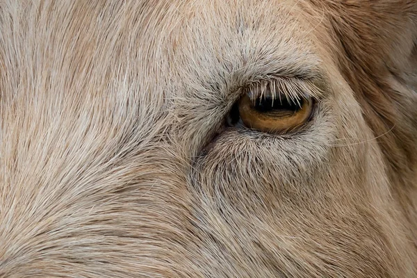 The goat eye taken in macro photo, fur texture background
