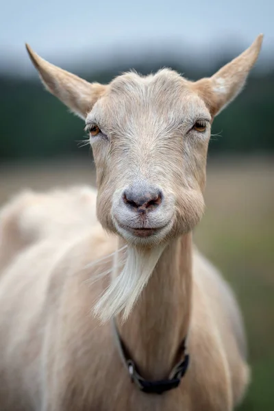 Cabra Con Grandes Mejillas Abultadas Sonriendo Cámara —  Fotos de Stock