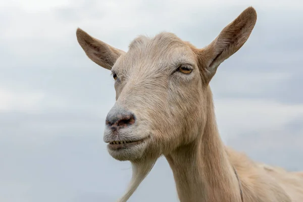 Portret Brązowej Kozy Brodą Bardzo Dużymi Uszami Tle Błękitnego Nieba — Zdjęcie stockowe