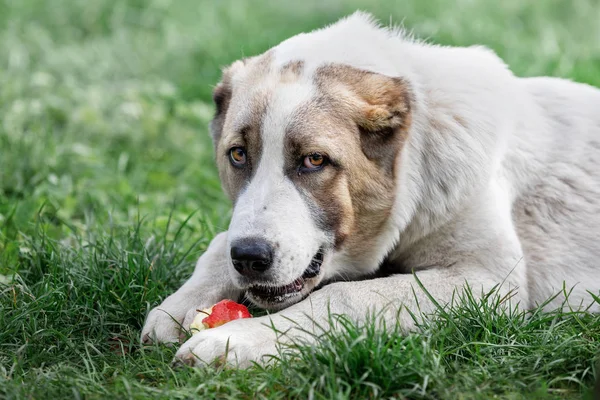 Junger Zentralasiatischer Schäferhund Liegt Auf Dem Grünen Gras Und Frisst — Stockfoto