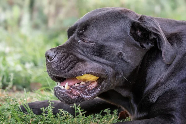 Cane Corso Pies Układania Zielonej Trawie Zjada Żółte Jabłko — Zdjęcie stockowe