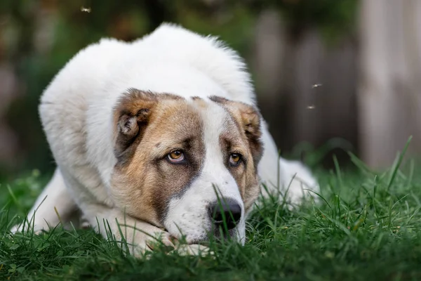 Pensive Asian Shepherd dog laying on the green grass and flies