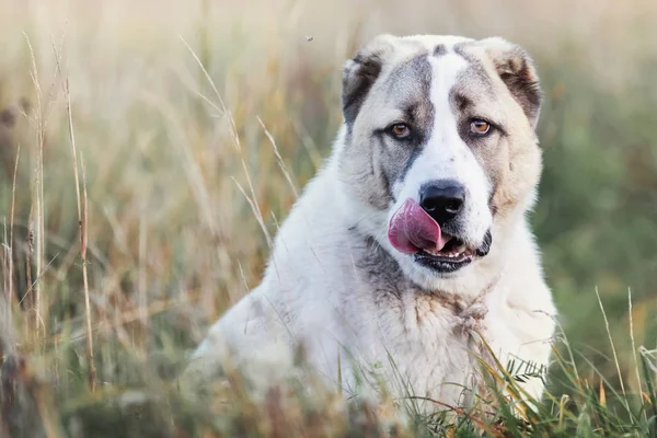 Bentler arasında bir çayır üzerinde oturan genç bir Orta Asya Çoban köpek Portresi