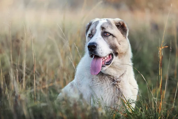 Portrait Young Central Asian Shepherd Dog Sitting Meadow Bents — Stock Photo, Image