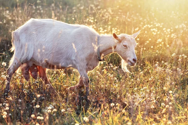 Parlayan çayırbüyük meme ile beyaz keçi altın bentleri yiyor