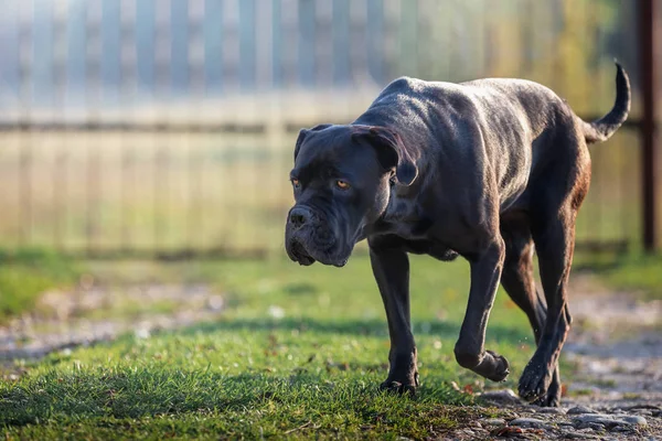 Szomorú Fekete Kutya Leeresztés Feje Goes Haza — Stock Fotó