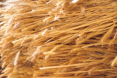 Saman yakın çekim, saz, haulm ve desen bir ol tarafında