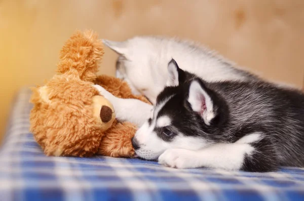 Filhote Cachorro Preto Branco Husky Brincando Com Brinquedo Tocando Ursinho — Fotografia de Stock