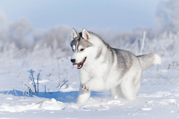 Nothern sledding husky dog running in winter snow field paw up