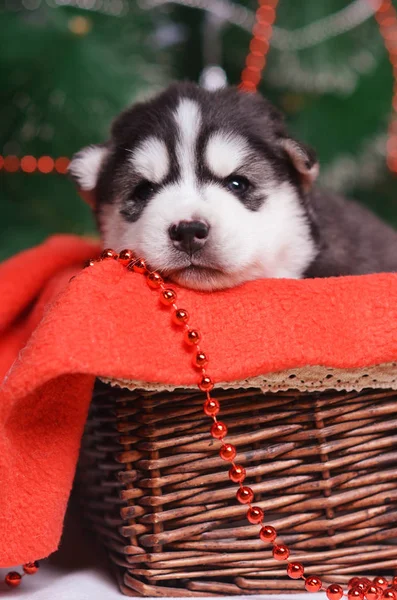 Boże Narodzenie Husky Szczeniaka Koszyku — Zdjęcie stockowe