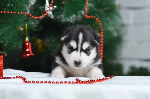 Boże Narodzenie Husky Szczeniaka Koszyku — Zdjęcie stockowe