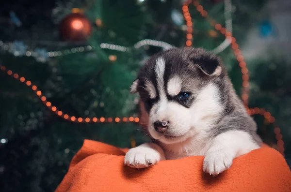 Sepet içinde Noel husky köpek yavrusu