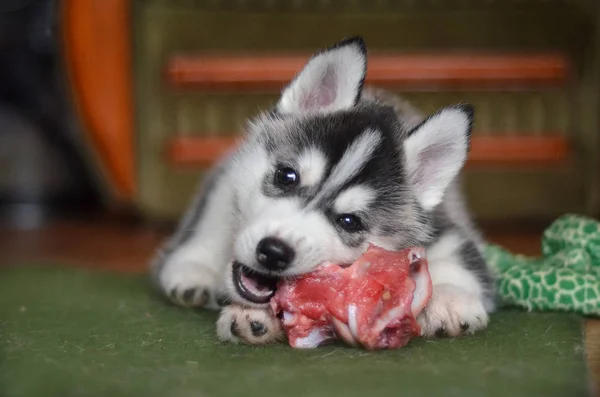 西伯利亚哈士奇狗小狗吃肉骨头自然喂养巴夫 免版税图库图片