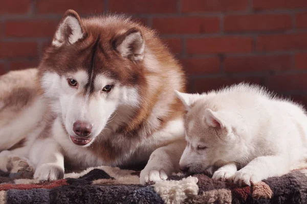 Adulto Cão Sênior Cachorro Husky Comunicando Dentro Casa Tonificado — Fotografia de Stock