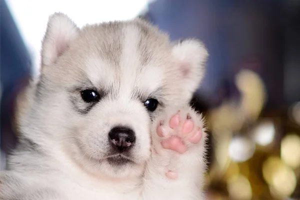 Işık gri köpek yavrusu pençe closeup kadar yükselterek