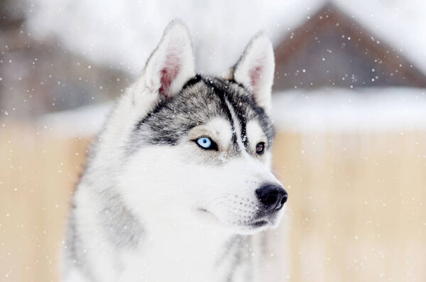 Gray husky dog standing in blizzard head portrait. Different eyes