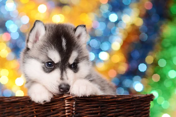 Bonito Filhote Cachorro Husky Marrom Cesta Azul Amarelo Verde Bokeh — Fotografia de Stock