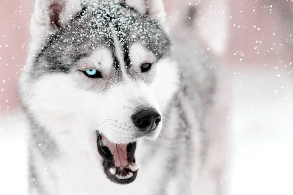 Gri köpek ağızlı bir şey söyleyerek husky açık havada açın. Köknar üzerinde döşeme düşen kar
