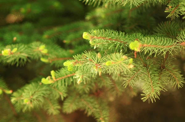 Fresh Green Natural Spruce Brunches Close Background — Stock Photo, Image