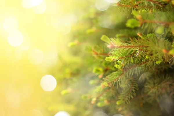 Taze yeşil doğal Ladin brançlardan şenlikli bokeh arka kapatmak