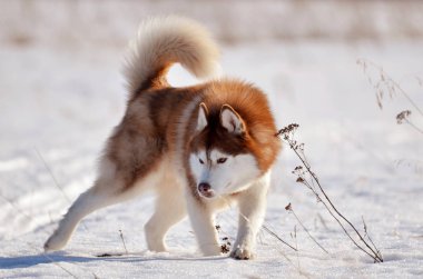Kırmızı köpek husky ayakta agresif poz alanında kar
