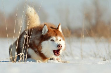 Saldırgan köpek kar kış açık döşeme