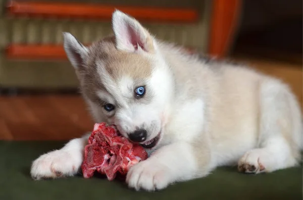 食べる新鮮な肉骨室内クローズ アップ青い目のハスキーの子犬 — ストック写真