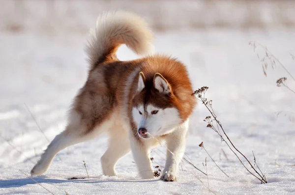 Rojo Perro Husky Pie Campo Nieve Pose Agresiva —  Fotos de Stock