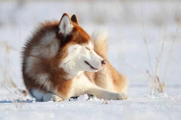 Sorrindo Cão Vermelho Husky Deitado Neve Inverno Livre — Fotografia de Stock