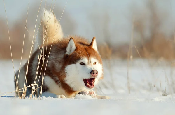 Aggressive Dog Laying Snow Winter Outdoor — Stock Photo, Image