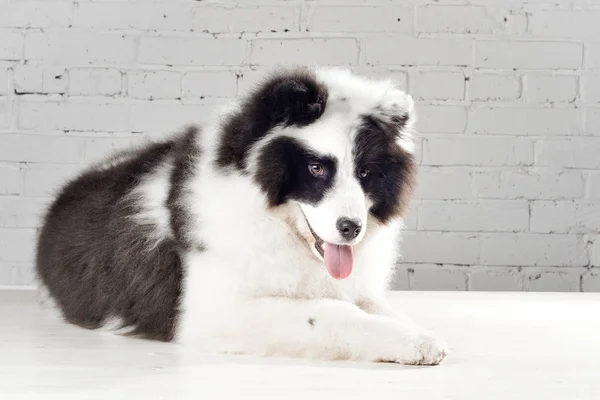 Safkan Yakutian laika köpek siyah ve beyaz studio döşeme