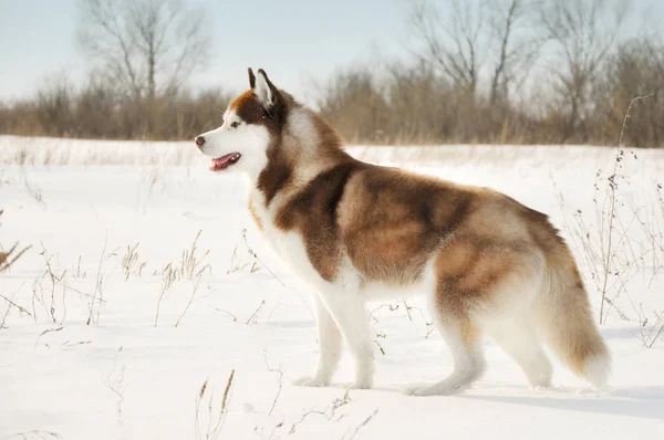 Північна Упряжках Собака Сибірський Хаски Стороні Стоячи Галузі Снігу Взимку — стокове фото