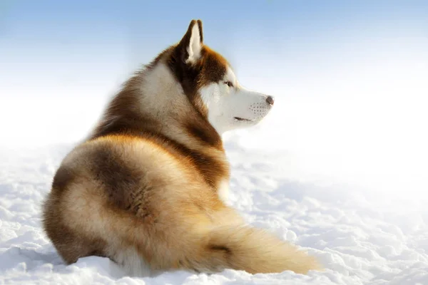 Cão Trenó Nada Que Coloca Campo Neve Inverno Livre — Fotografia de Stock