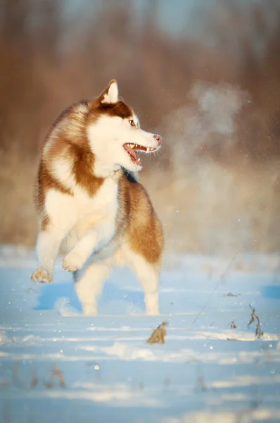 赤犬の雪の中を振り返って後ろ足に銃口立ってからの蒸気でプレー — ストック写真