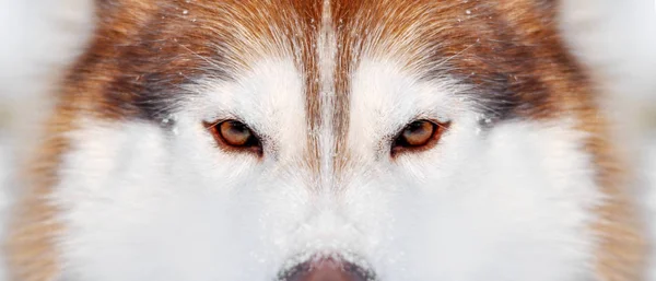 Rasowe Czerwony Biały Pies Husky Zbliżenie Zima Portret Szeroki — Zdjęcie stockowe