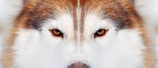 Kırmızı ve beyaz köpek husky closeup kış portre geniş