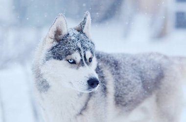 Kar pul kış blizzard açık kafa Sibirya husky köpek