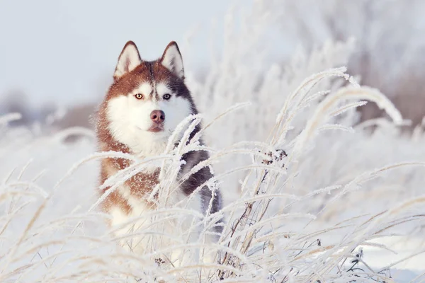 Červený Pes Sibiřský Husky Stojící Mrazivé Hoar Suché Trávy Zimní — Stock fotografie