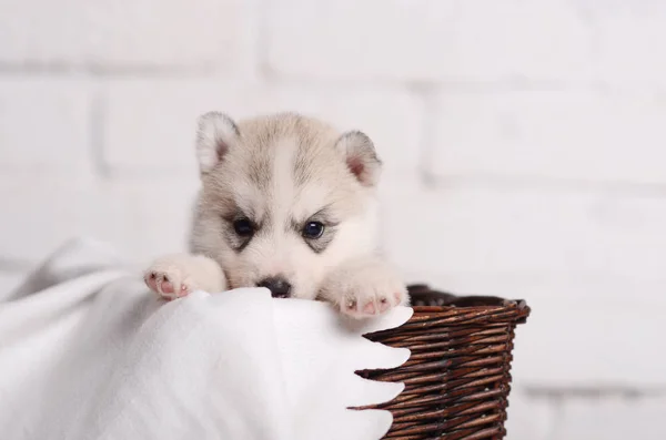 Şirin küçük köpek yavrusu Sibirya husky kahverengi rotang sepette beyaz arka plan üzerinde