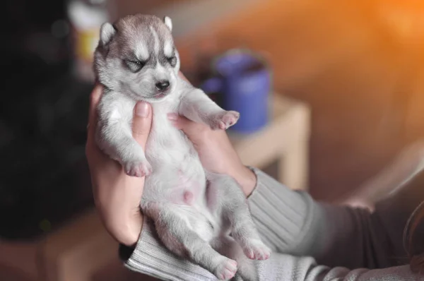 Küçük şirin gri yeni doğan yavru Sibirya husky kadının ellerinde tonda