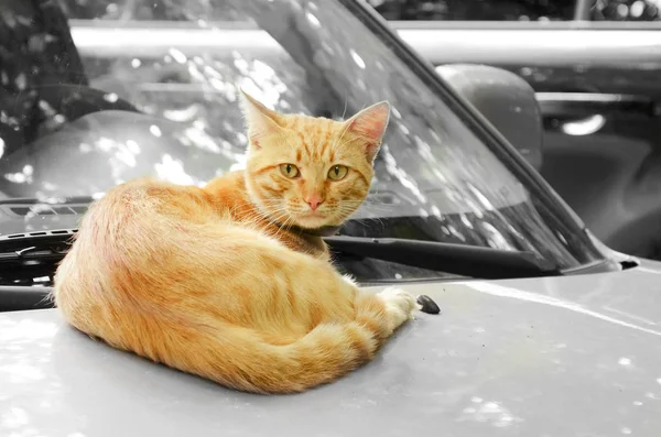 Потерянный Красный Кот Лежит Автостоянке — стоковое фото