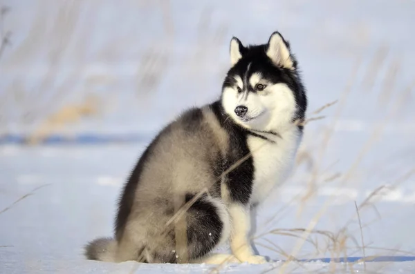 Siberian dış yapraklar siyah beyaz kabarık woolie köpek yavrusu açık kar üzerinde oturan