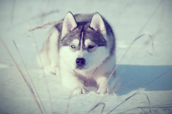 Safkan köpek Sibirya husky dikkatle bakarak kar döşeme avcılık. Tonlu görüntü.