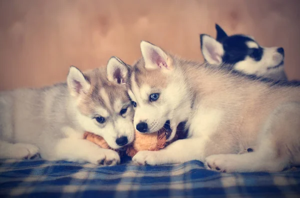 Siberische Husky Pups Diertjes Spelen Samen Met Zacht Stuk Speelgoed — Stockfoto