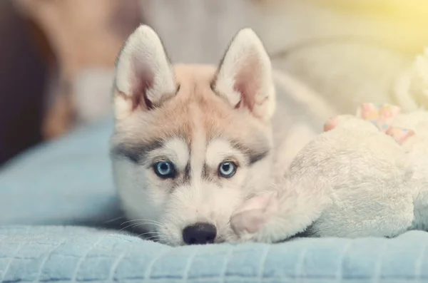 Siberian husky puppy with blue eyes purebred laying on the bed with white plush toy bunny